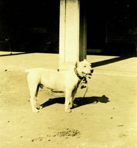 Historic photo of Fritz, a white bulldog or terrier, that became known as Dam-it, the mascot of HSU from 1916 to 1920.