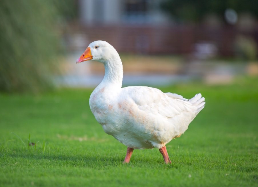 Springfield Goose HSU Traditions - Hardin-Simmons University