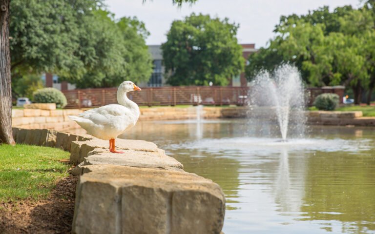 Photo of HSU unofficial mascot, Gilbert the Goose, gazing majestically at the pond.