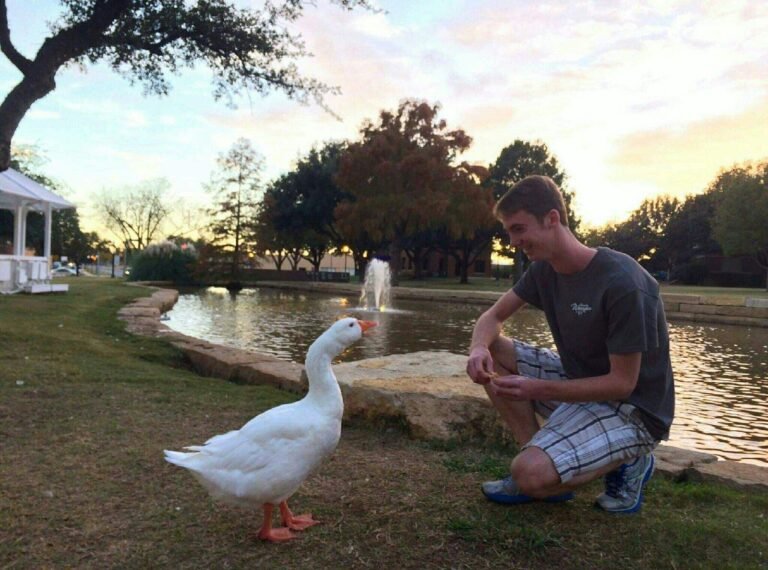 HSU student feeding goose