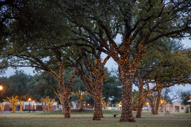 Campus Christmas lights