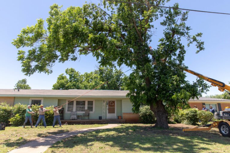 TBM Volunteers work together to fell a damaged limb