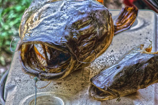 catfish