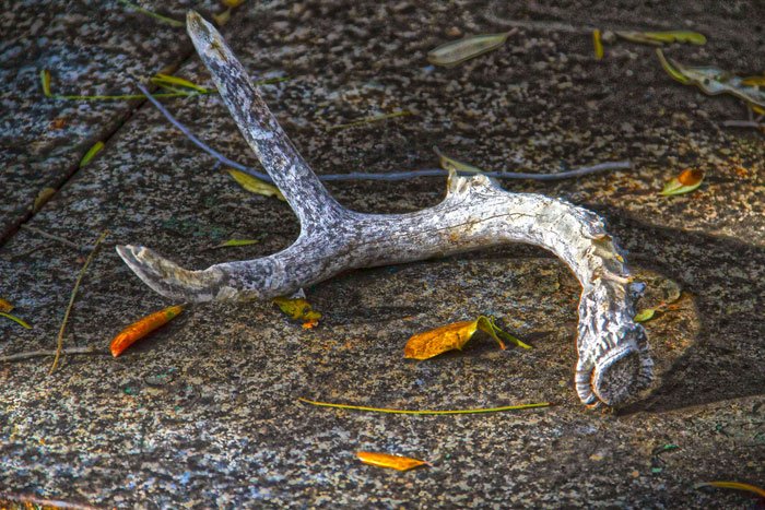Tim Chandler photo for art show, of a shed deer antler.