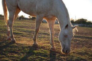 Although only six white horses are riden at a time, the team consists of several white horses that live in the Bill “Doc” Beazley White Horse Center.