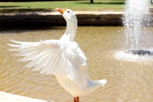 Gilbert dries off after a bath in the Reflection Pond.