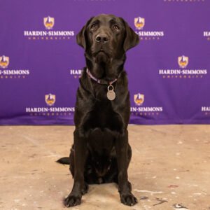 Greer the PT puppy poses for the camera. 