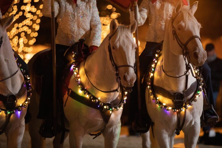 Horses wear Christmas bells and lights.