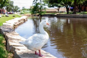 Gilbert the Goose stands by the HSU pond.