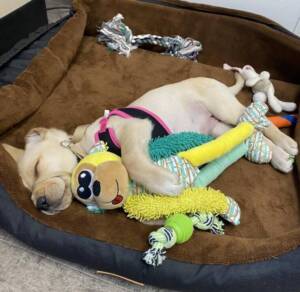 Parlay the puppy sleeps with her many stuffies.
